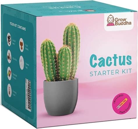 Propaga fácilmente un cactus y haz crecer tu propia planta cactusmania