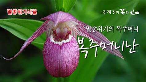 꽃 이야기 68회 멸종위기의 복주머니 복주머니난 Youtube