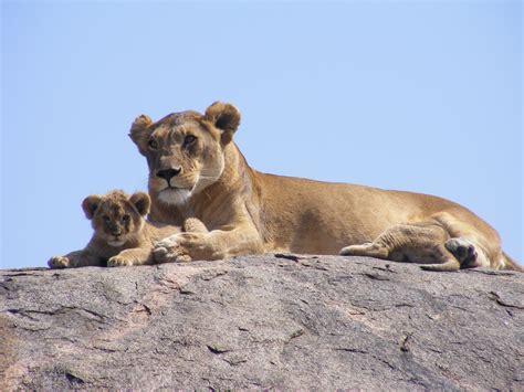 Free Images Wildlife Africa Mammal Fauna Lion Lioness