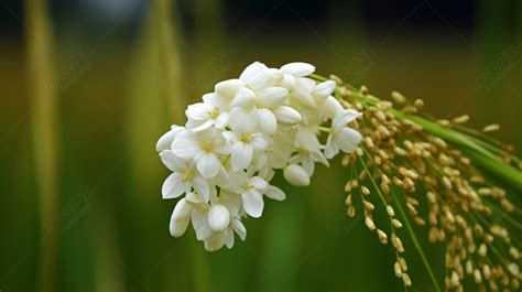 Imagenes De Flor De Arroz Fondo Flor De Arroz Fotos Y PNG Descarga