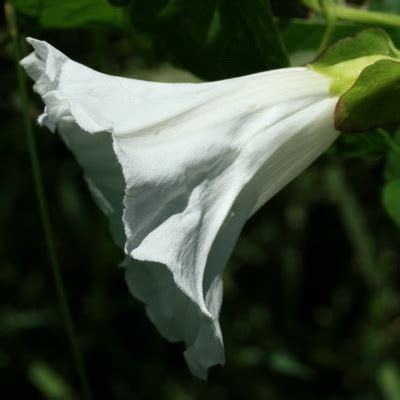 Blancas con forma de campana - Flores silvestres de Aragón