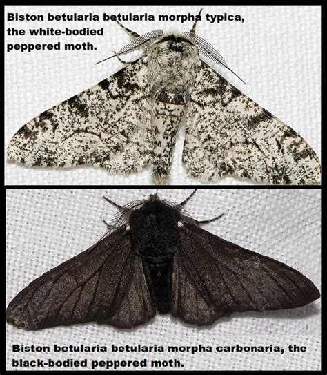 Biston Betularia Peppered Moth Moth Darwin Evolution