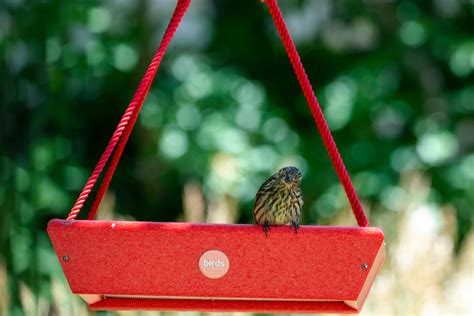How to attract Pine Siskins to your yard - Prepare for the Pine Siskin