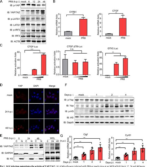 Figure From Influenza A Virus Ns Protein Hijacks Yap Taz To Suppress