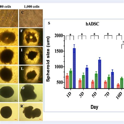 Ucmsc Spheroids In Culture Single Cells Were Seeded In Plate At A