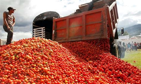 México va en el 2021 por nuevo récord en exportación de tomates Ruraltv