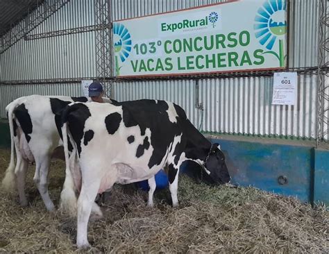 Expo Rural 2024 comenzó el 103º Concurso de Vacas Lecheras Rafaela