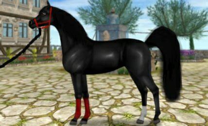 New Arabian Edit Star Stable Online Amino