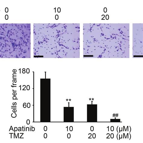 Apatinib Enhances Tmz Mediated Inhibition Of Cell Invasion A