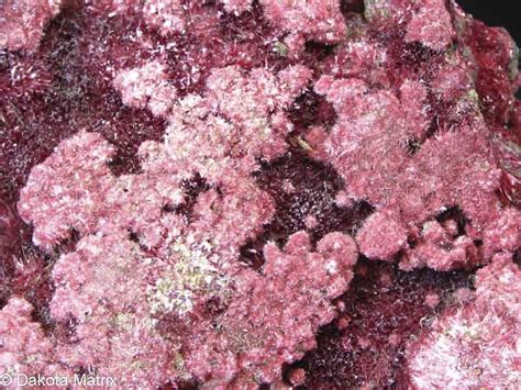 Erythrite Mineral Specimen For Sale