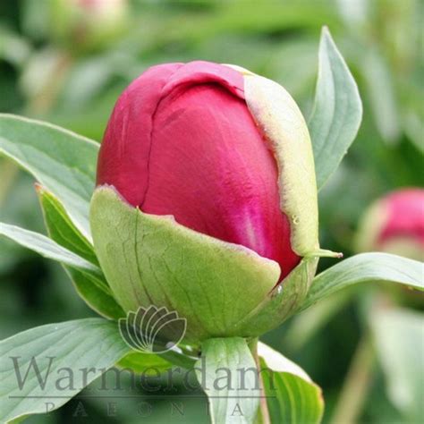 PAEONIA Many Happy Returns 4L/21cm