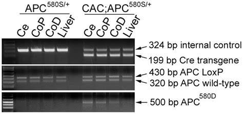 Deletion Of The Floxed APC Allele In 6 Wk Old CAC APC 580S Mice