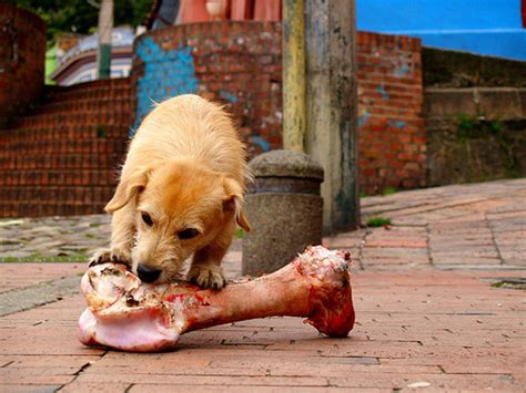 Clínica Veterinaria 20 De Abril ¿pueden Comer Huesos Los Perros