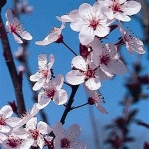 Flowering Plum