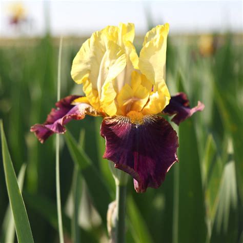 Reblooming Bearded Iris Blatant Fragrant Reblooming Iris Easy To