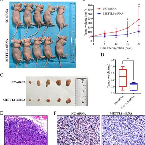 Mettl Knock Down Inhibited Gc Tumor Growth In Vivo A Representative