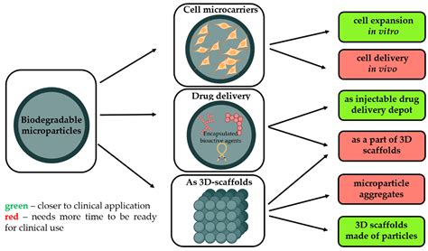 Polymers Free Full Text Biodegradable Microparticles For Regenerative Medicine A State Of