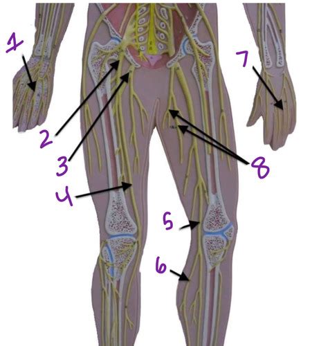 Lower Body Nerves Flashcards Quizlet