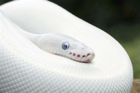 10 Signs That Your Snake Is Dying How To Help Reptile Craze