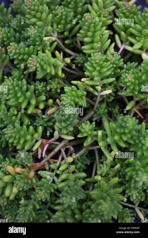 Sedum Album Coral Carpet Hi Res Stock Photography And Images Alamy