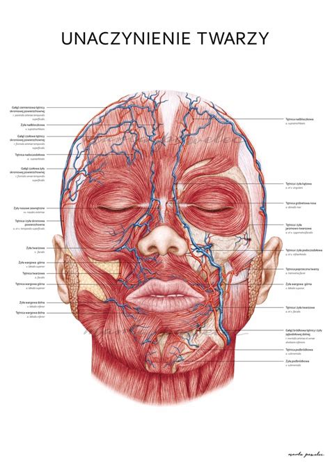 Tablica Plansza Anatomiczna Unaczynienie Twarzy