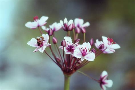 A Dainty Flower Photograph By Karen Stahlros