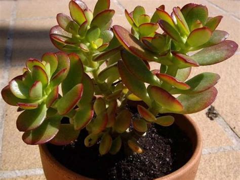 Crassula Ovata Crosbys Compact Dwarf Jade Plant World Of Succulents