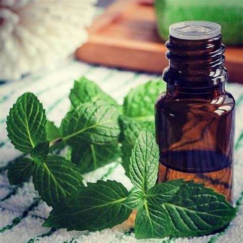 Why choosing Peppermint Oil for Hair Growth - Sensod