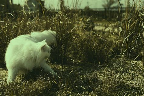 Wie Alt Ist Eine Katze Mit Jahren Miautastisch De