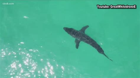 10 Year Old Spots Sharks With His Drone Off Del Mar