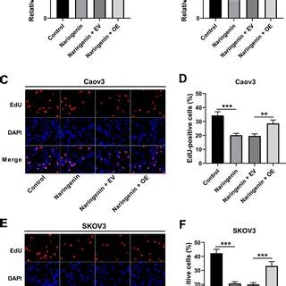 Naringenin Inhibited The Proliferation Of Oc Cells Via Suppressing The