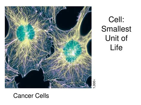 Cell Smallest Unit Of Life Ppt Download