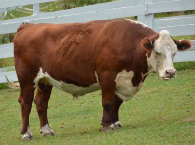 Hereford Cow - Knowledge Base LookSeek.com