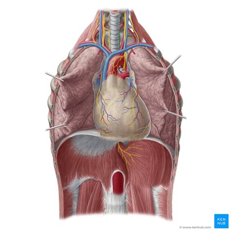 Herz Kreislauf Und Gef System Anatomie Und Physiologie Karteikarten