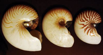 nautilusy vikipediia