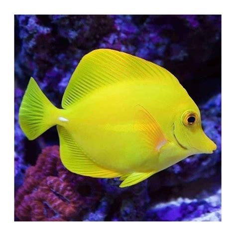 Pez Zebrasoma Flavescens Cirujano Amarillo Acuario Marino Acuario