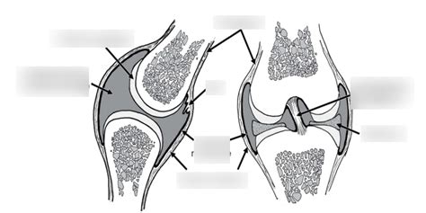 Synovial Joint Diagram Diagram | Quizlet