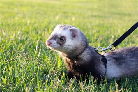 Sable Ferret - A-Z Animals