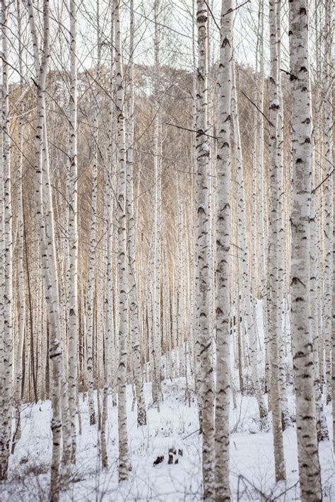 The Woods Are Full Of White Birch Trees