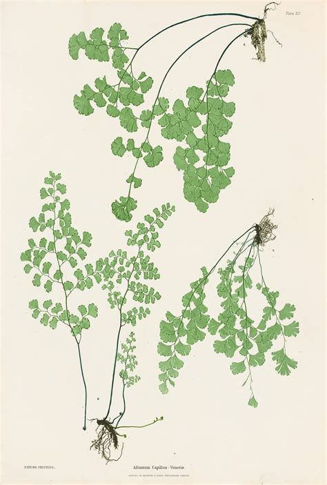 Moore Pl. 45, Adiantum Capillus-Veneris | The Ferns of Great Britain