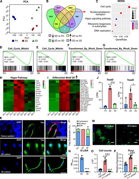 Harnessing Matrix Stiffness To Engineer A Bone Marrow Niche For