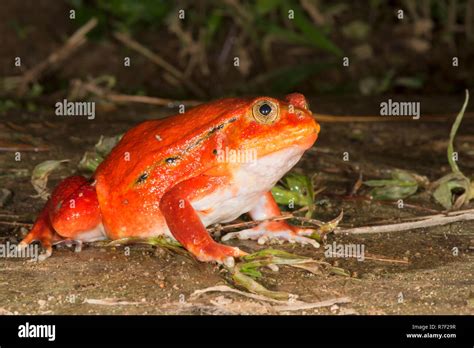 Tomato Frog Dyscophus Antongilii Madagascar Stock Photo Alamy