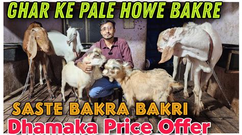 Ghar Ke Pale Howe Saste Bakra Bakri In Mumbra Dhamaka Price Offer