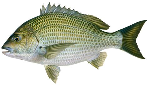 Creaturefeature Black Bream Acanthopagrus Butcheri Nacc Northern