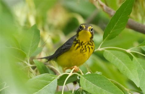 Canada Warbler - Nature Canada