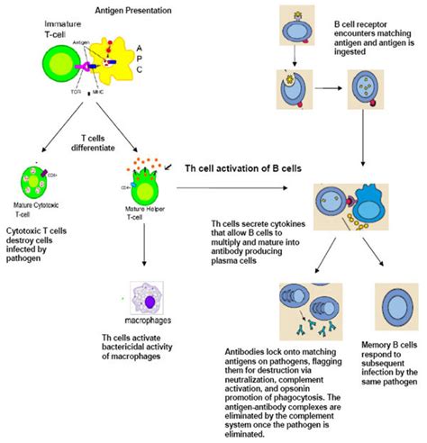 Adaptive Immunity T Cell And B Cell Activation And Function APC