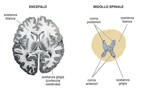 La Sostanza Bianca E La Sostanza Grigia Microbiologia Italia