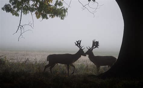 Locking Antlers Red Deer Stags During The Annual Autumn Rutting Season