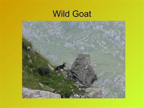Mediterranean Scrub Flora And Fauna Ppt