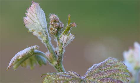 Grape Buds Pictures Bud Burst In The Vineyards Jordan Winery